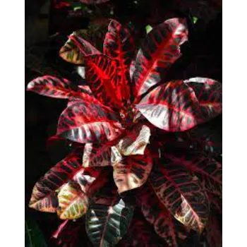 Red Croton Plant